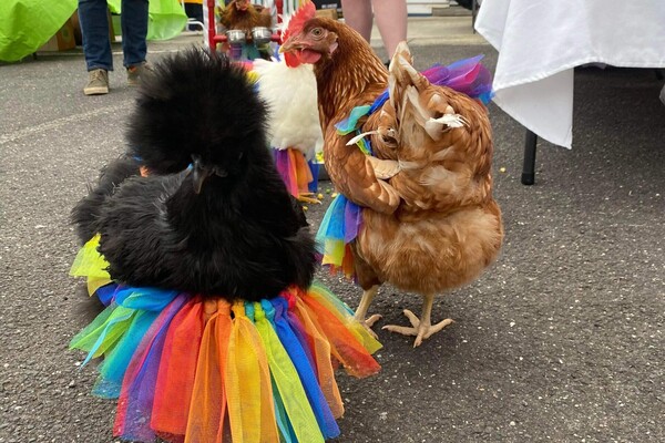 Chickens in fancy dress.