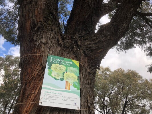 Image of Knox tree elder Boronia Road