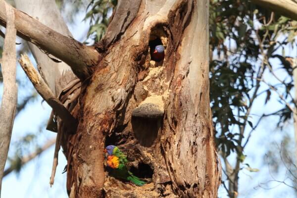 Photograph of rainbow lorikeet birds in a tree