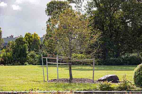 Stamford Park jubilee tree