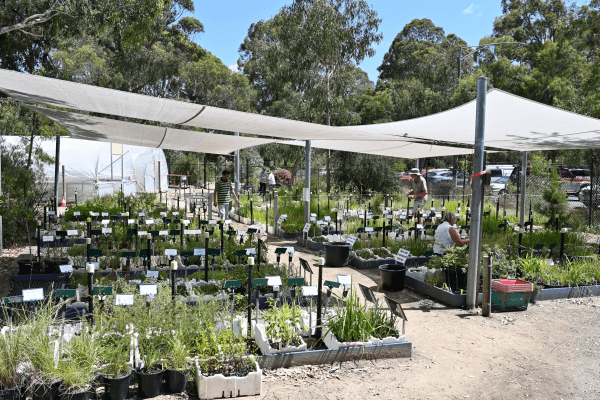 Photography of Knox Environmental Society plant nursery