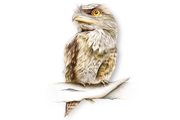 Illustration of Tawny Frogmouth bird