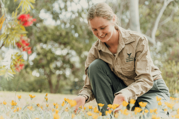 Photograph of Knox employee planting flowers in bushland reserve