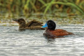 Blue-billed Duck.