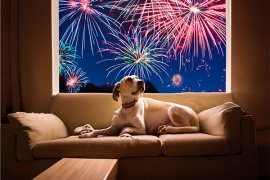Dog sitting inside on a couch and there is a fireworks display outside the window