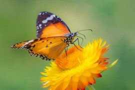 Butterfly on a flower.