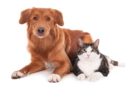 A dog and cat.