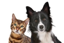 A cat and dog.