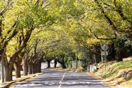 A streetscape in Knox