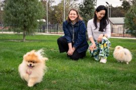 dogs at the dog park