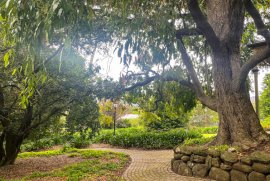Heritage tree and retaining wall at Miller's Homestead gardens, Boronia