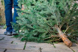 Christmas tree being carried away for disposal
