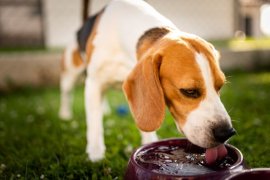Dog drinking from bowl