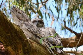 Birds nesting in a tree