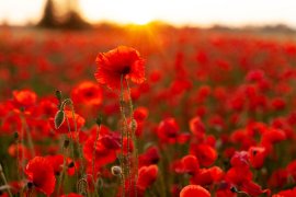 Red poppies in the field