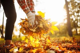 Person using their hands to gather fallen autumn leaves from the ground