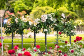 Rose memorials in cemetery