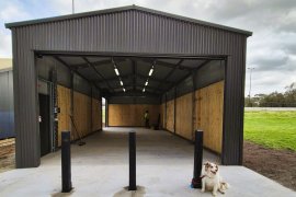 dog in front of shed