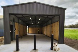 dog in front of shed