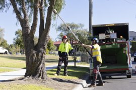 Knox staff trimming trees
