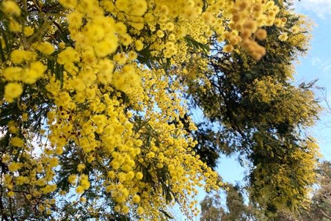 Photograph of wattle tree in bloom