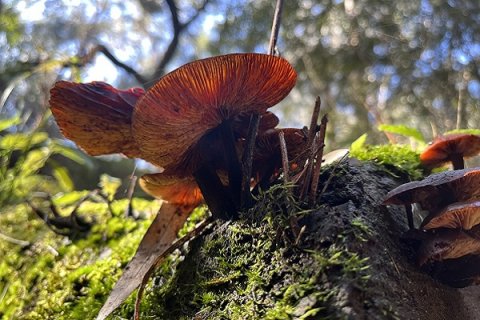 Fungi