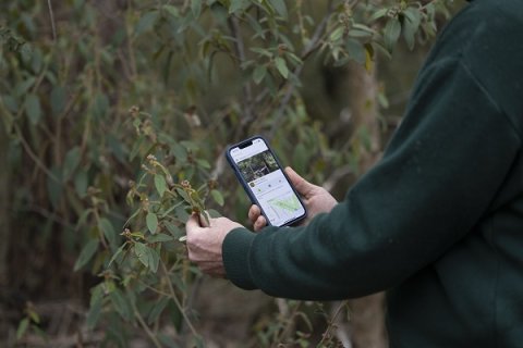 Using iNaturalist App on a phone